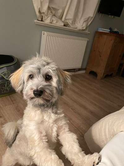 Havaneser dabei?:)-Beitrag-Bild