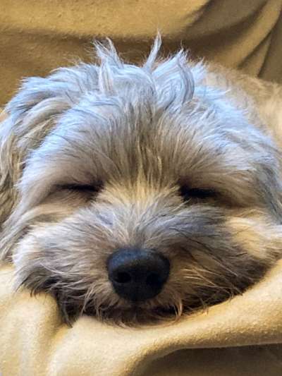 Havaneser dabei?:)-Beitrag-Bild