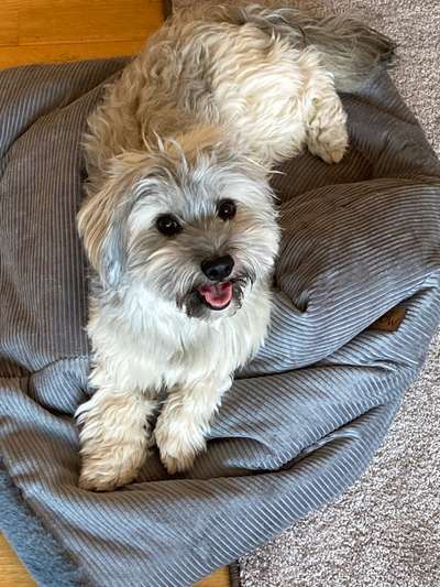 Havaneser dabei?:)-Beitrag-Bild