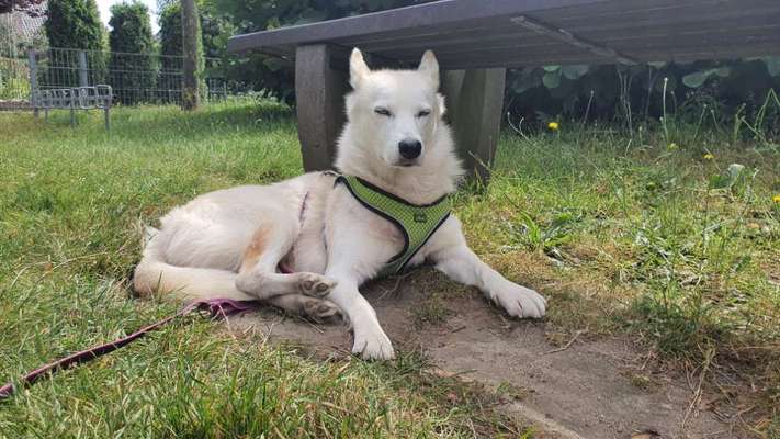 Nordische Hunde-Beitrag-Bild