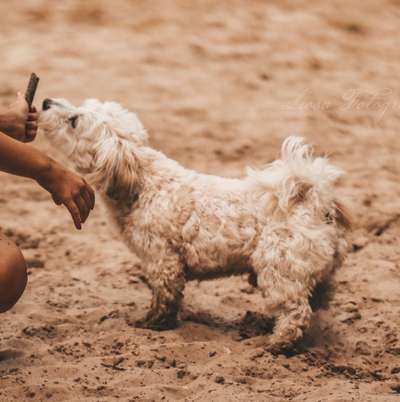 Hundetreffen-Lenny sucht Spielgefährten 🐕-Bild