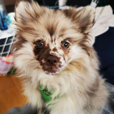 Hundetreffen-Welpentreff & Spaziergang-Bild