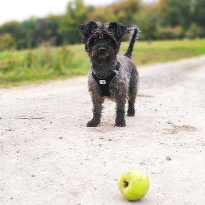 Hundetreffen-Hundetreff Gassi in ludwigsburg
