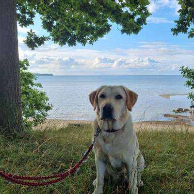 Wo sind meine Labrador Freunde-Beitrag-Bild