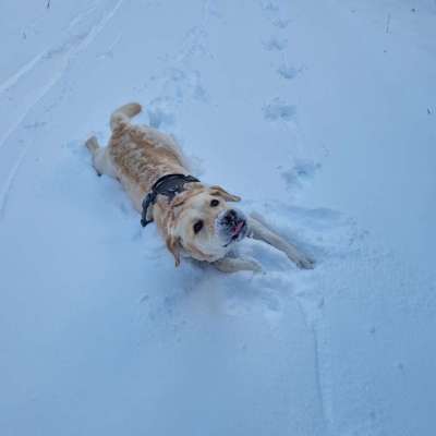 Dogorama Photo Challenge - Hundeblick zum hinschmelzen-Beitrag-Bild