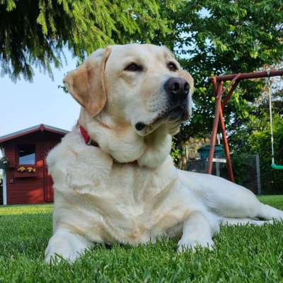 Zeichnungen eurer Hunde-Beitrag-Bild