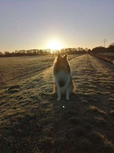 Collies gesucht-Beitrag-Bild