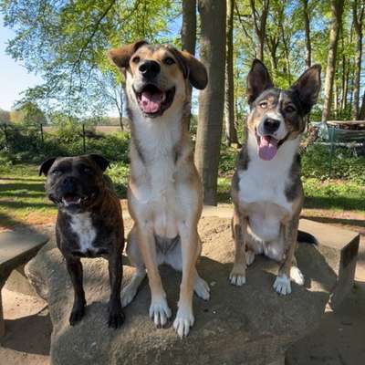 Hundetreffen-Playdate Hundeauslauf ✨-Bild
