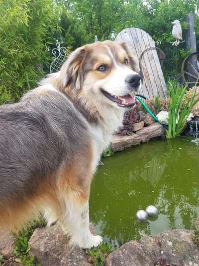 Dogorama-Monats-Challenge-Mai "Wasser"-Beitrag-Bild