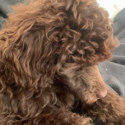 Hundetreffen-Welpin Babett sucht Spielkameraden-Bild