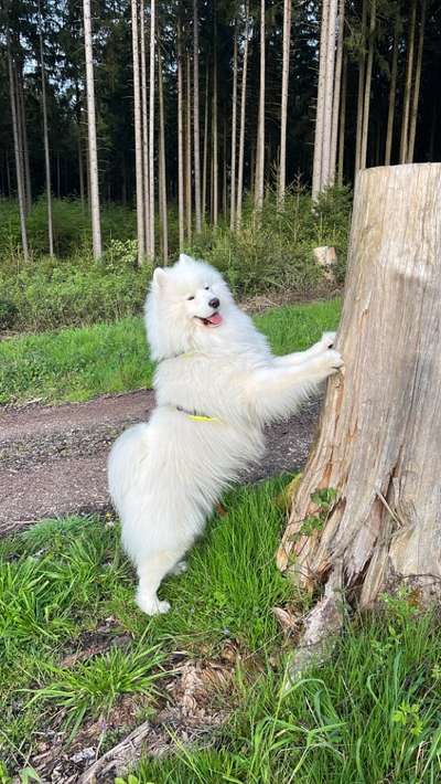 Samojede-Beitrag-Bild