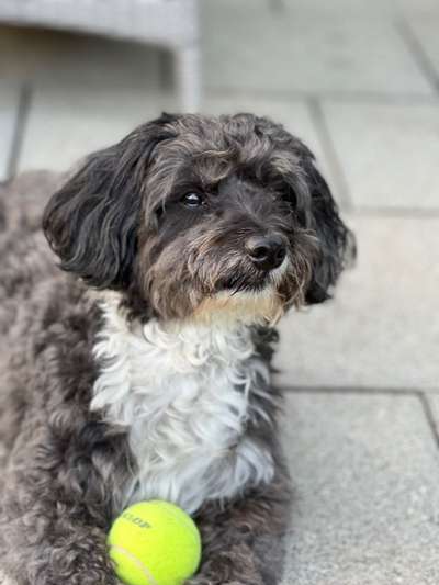 Havapoo (Havaneser Pudel mix)-Beitrag-Bild