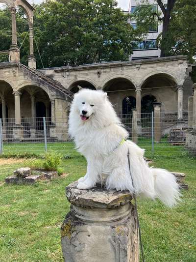 Samojede-Beitrag-Bild