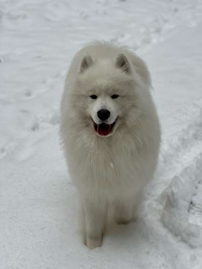 Samojede-Beitrag-Bild