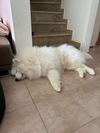 Samojede-Beitrag-Bild