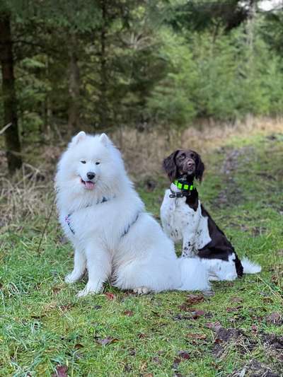 Samojede-Beitrag-Bild