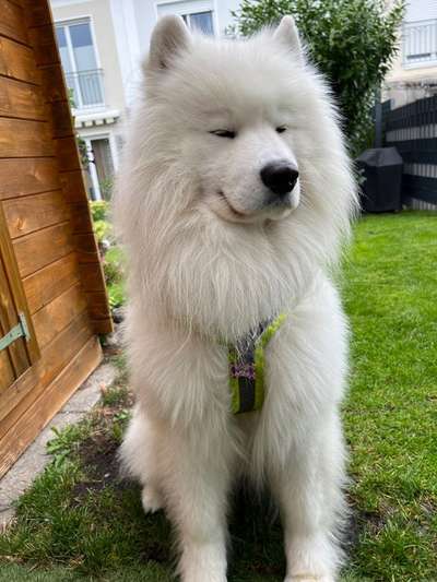 Samojede-Beitrag-Bild