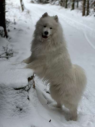 Samojede-Beitrag-Bild