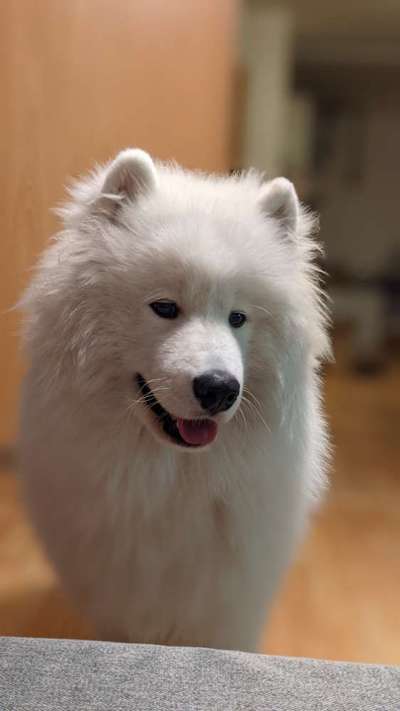 Samojede Besitzer-Beitrag-Bild