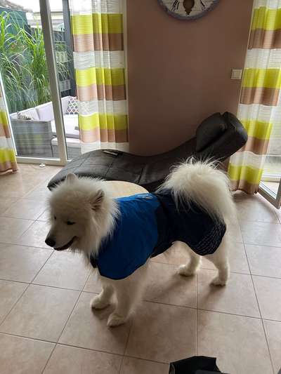 Samojede-Beitrag-Bild