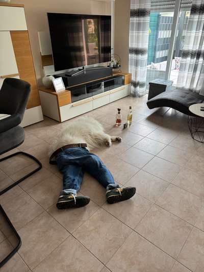 Samojede-Beitrag-Bild