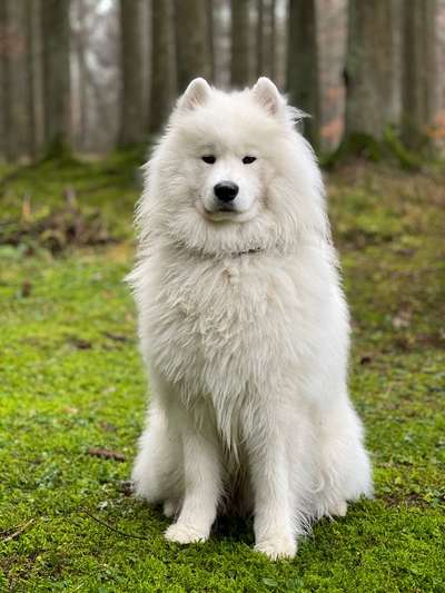 Samojede-Beitrag-Bild