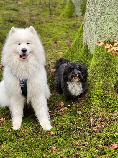 Samojede-Beitrag-Bild