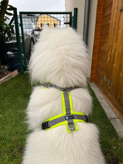 Samojede-Beitrag-Bild