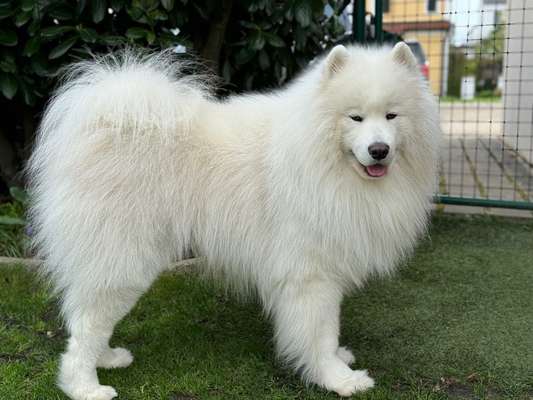 Samojede-Beitrag-Bild