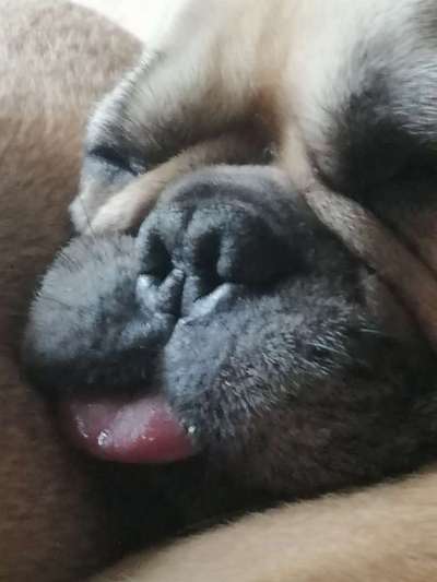 Fotochallenge Nr. 59 - Mein Hund zeigt die Zunge-Beitrag-Bild