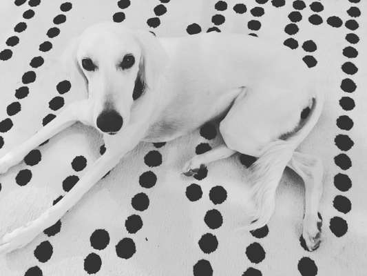 Foto-Challenge 76: Foto in Schwarz-Weiss-Beitrag-Bild