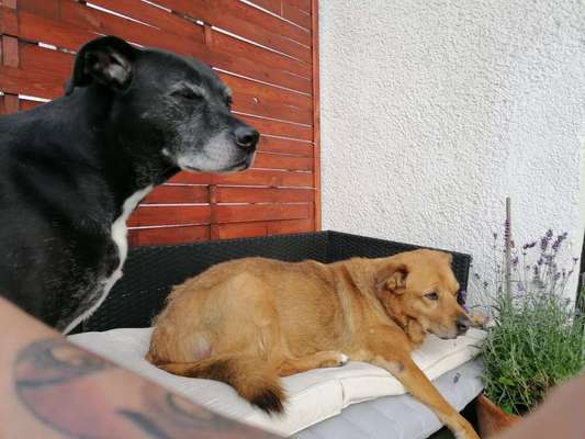 Mischlingshunde Foto Aufruf-Beitrag-Bild