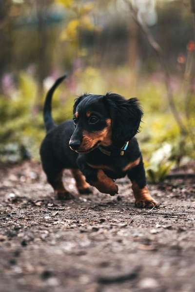 Fotochallenge No. 26                                     Wald und Wiese-Beitrag-Bild