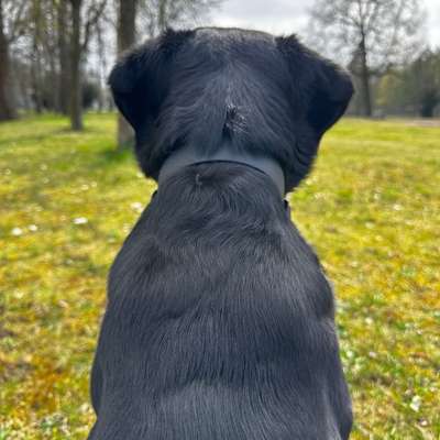 Hundetreffen-Spielen & Social Walk-Bild