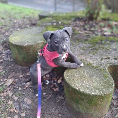 Hundetreffen-Welpentreffen potsdam-Bild