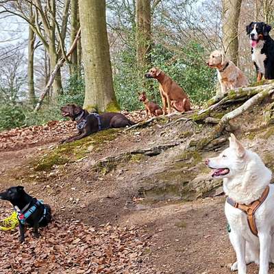 Hundetreffen-Gemeinsame Spaziergänge mit oder ohne Freilauf-Bild