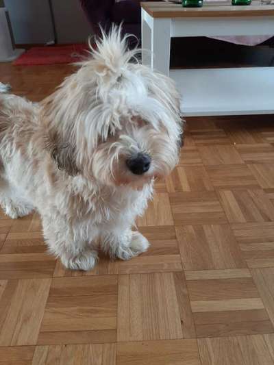 Havaneser dabei?:)-Beitrag-Bild