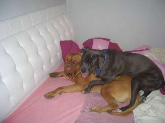 Zeigt mir die lustigsten Schlafpositionen eurer Fellnasen-Beitrag-Bild