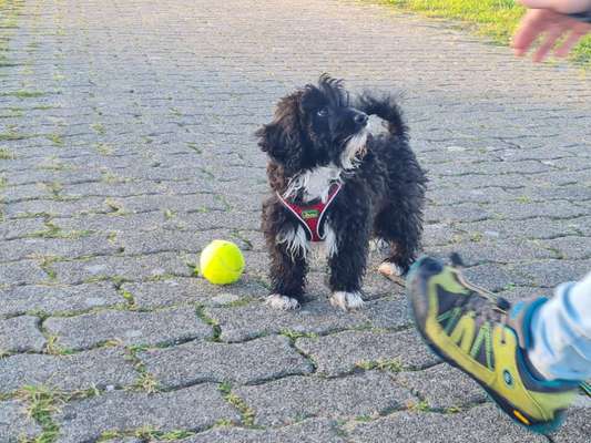 Mischlinge raten - Rätselspaß-Beitrag-Bild