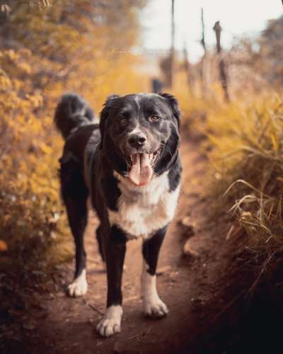 Zeigt mal die schönsten Bilder von euren Hunden !-Beitrag-Bild