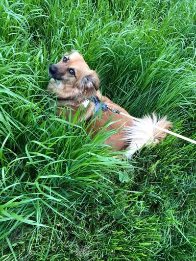 Die Dogorama Monats Challenge "Es grünt und blüht"-Beitrag-Bild