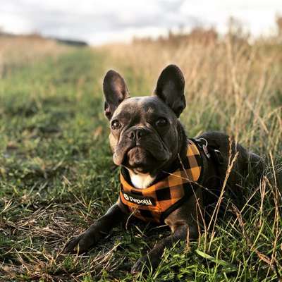 Foto's und Hundemodels-Beitrag-Bild