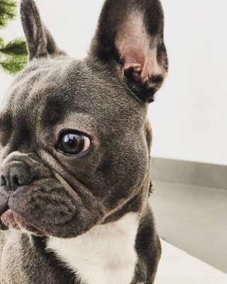 Foto's und Hundemodels-Beitrag-Bild