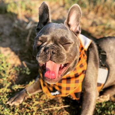 Foto's und Hundemodels-Beitrag-Bild