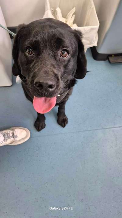 Spitzname(n) Deines Hundes-Beitrag-Bild