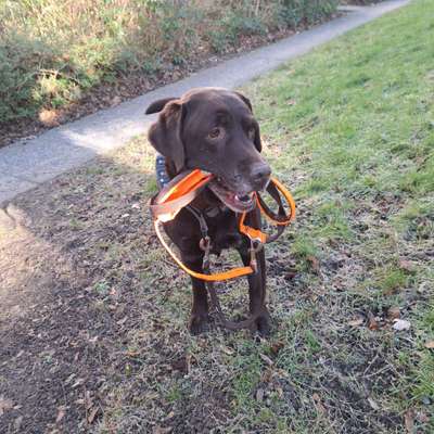 Spitzname(n) Deines Hundes-Beitrag-Bild