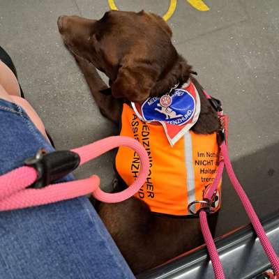 Assistenzhund-Beitrag-Bild