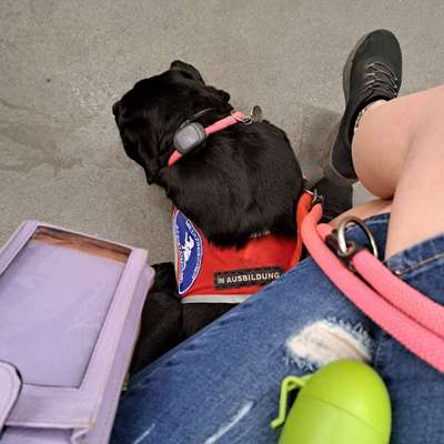 Assistenzhund-Beitrag-Bild