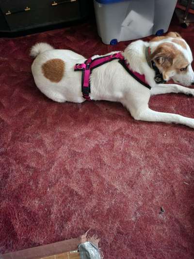 Unsere Fellnasen-Vielfalt im Überblick!-Beitrag-Bild