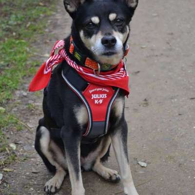 Fotochallenge Nr. 56 - geliebte Senioren-Beitrag-Bild